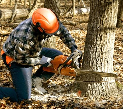Tree Removal in Oblong, IL
